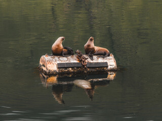 Aerial view of two sea lions basking on a weathered, algae-covered buoy, their reflections rippling in the dark water, Unalaska, Alaska, United States.