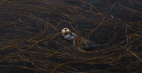 Aerial view of a sea otter floats amidst the golden kelp forest, a serene dance of life in the dark ocean waters, Unalaska, Alaska, United States.
