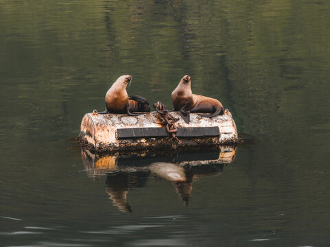 Aerial view of two sea lions basking on a weathered, algae-covered buoy, their reflections rippling in the dark water, Unalaska, Alaska, United States.