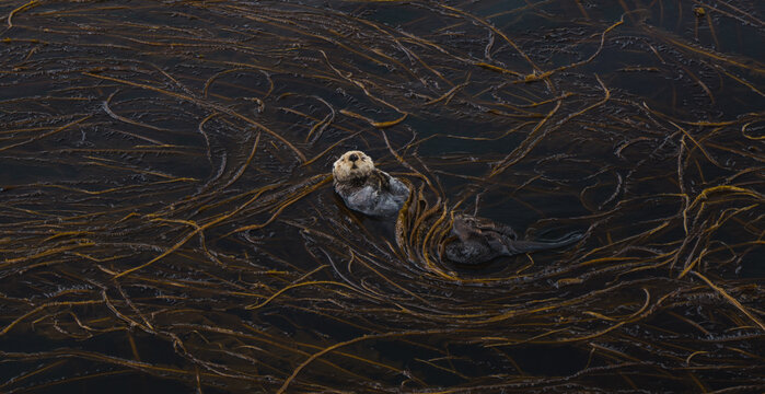 Aerial view of a sea otter floats amidst the golden kelp forest, a serene dance of life in the dark ocean waters, Unalaska, Alaska, United States.