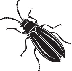 black beetle isolated on white background