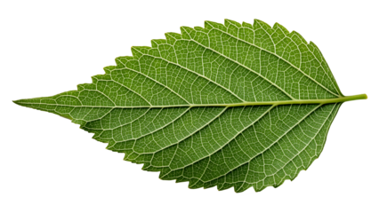 Photo of closeup of a single green leaf with intricate veins, isolated on transparent background, showcasing the beauty and detail of natures botanical design, perfect for illustrations