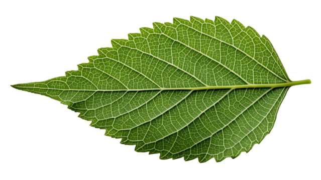 Photo of closeup of a single green leaf with intricate veins, isolated on transparent background, showcasing the beauty and detail of natures botanical design, perfect for illustrations
