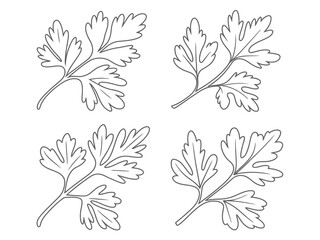 Parsley sprigs line art illustration for culinary herbs and cooking ingredients design with clean botanical style