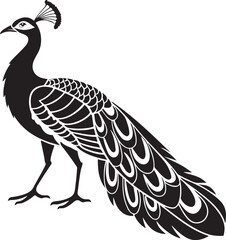 peacock vector illustration