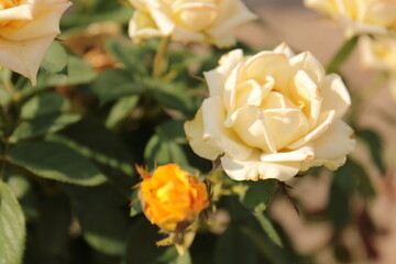 yellow rose flower