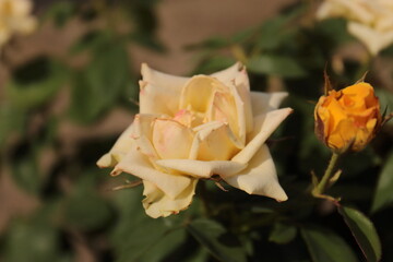 single yellow rose