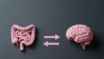 3D illustration of human intestine and brain connected by arrows symbolizing gut brain axis and health relationship