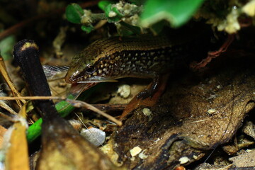 lizard on the rock