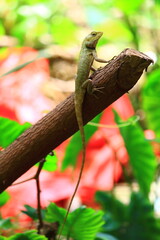 green lizard on a tree
