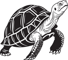 turtle vector illustration