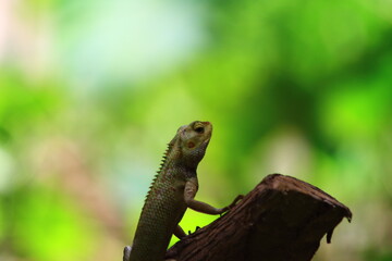 lizard on a tree