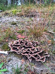 A large, multi-layered fungus Trichaptum with a pinkish-white rim and a dark center grows on a log, a striking sight on a forest path in coastal Poland.