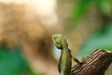 green lizard on a branch