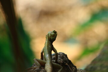 green lizard on a tree
