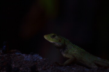 lizard on a branch