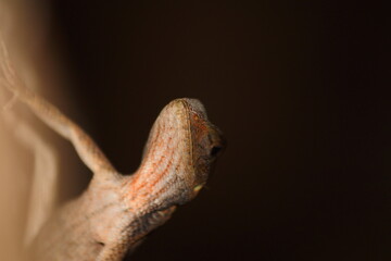 lizard on a tree