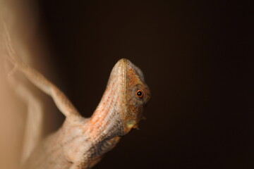 lizard on a tree