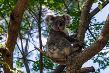 koala (Phascolarctos cinereus)