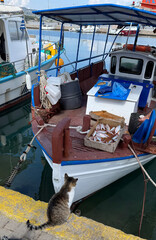 Street cat observes fisherman at traditional boat in Greece, showcasing life near water, local culture, and daily routines of catching fresh fish