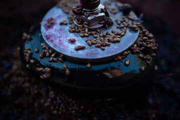 grapes being harvested