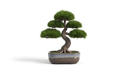 Miniature Japanese Bonsai Tree Potted Plant Isolated White Background