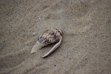 Photo of a shell that probably belongs to the genus Conus.