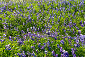 Obraz premium Blooming Field of Nootka Lupine Flowers in Icelandic Summer Landscape