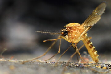 mosquito sucking blood extreme macro