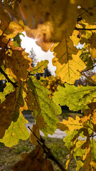 Oak leaves in vibrant colors, and the sunlight shining through them creates a warm natural glow. Great for nature themes and fall backgrounds
