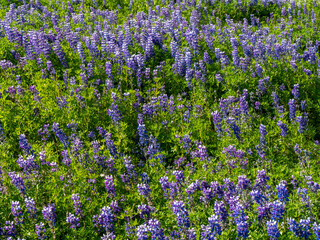 Obraz premium Dense Field of Wild Nootka Lupine Flowers in Iceland