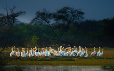 Naklejka premium A serene group of Great White Pelicans resting on a highland surrounded by calm waters, showcasing the grace and beauty of these majestic waterbirds in their natural habitat.