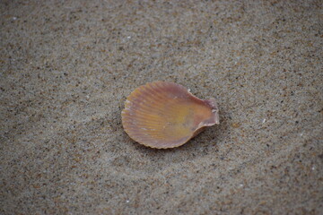 The photo shows a scallop shell on the sand.