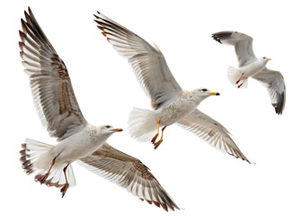 Seagulls taking flight, isolated PNG transparent background