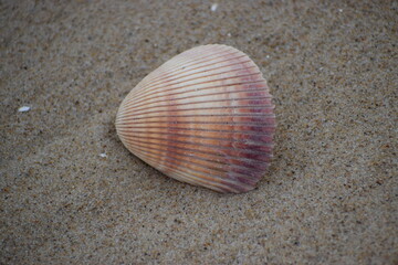 Atlantic giant heart-shaped clam shell on the sand.