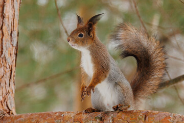 squirrel in the park