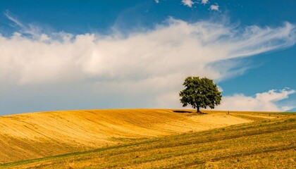 Fototapeta premium Single Tree in Golden Field under Blue Sky