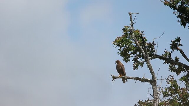 Buse variable perch&eacute;e en haut d&rsquo;un arbre, ciel bleu clair / Common buzzard perched high on a tree, clear blue sky