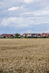 Wheat field with suburban houses in Germany