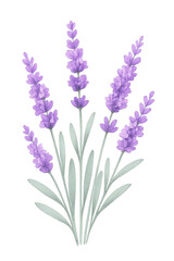 Naklejka premium Watercolor lavender sprigs with silver leaves on black background