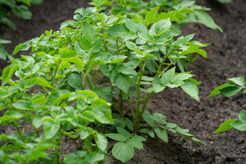 vegetable beds with potato plantings, green bushes, future harvest