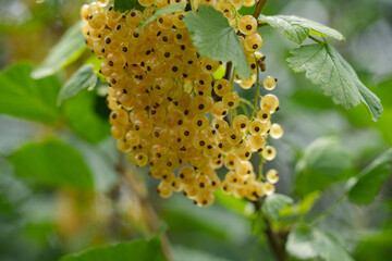 clusters of white currants on a bush branch, summer day