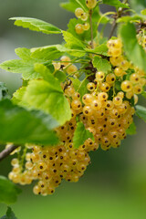 clusters of white currants on a bush branch, summer day