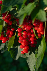 branch of red currants with leaves and berries, on a Sunny summer day