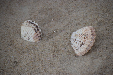The photo shows a scallop shell on the sand.