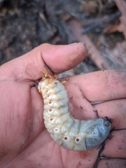 caterpillar on a hand