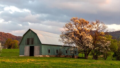 Fototapeta premium Rustic barn at sunset, blooming tree