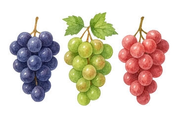 Fototapeta premium Three bunches of grapes in blue green and red on black background