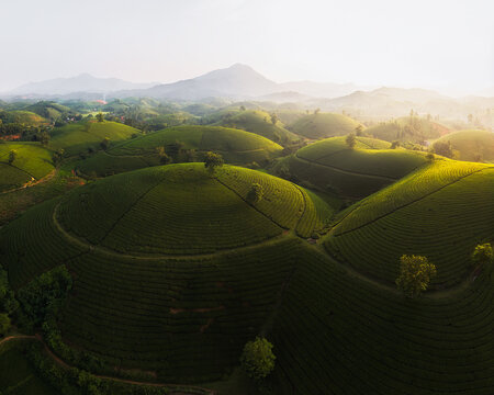 Aerial view of rolling green hills kissed by golden light, revealing the verdant tea plantations of Long Cá»‘c, PhÃº Thá», Vietnam.