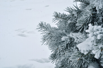 Blue spruce snowy tree branches against snowy ground background.Closeup photo outdoors.Winter landscape of  city park .
